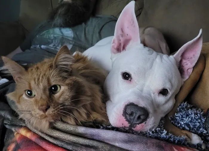 The Gentle Vet Picture 7