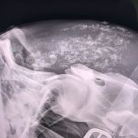 Dr. David Miller, Summit Equine Veterinary Services ico