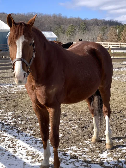 Dr. David Miller, Summit Equine Veterinary Services Picture 2