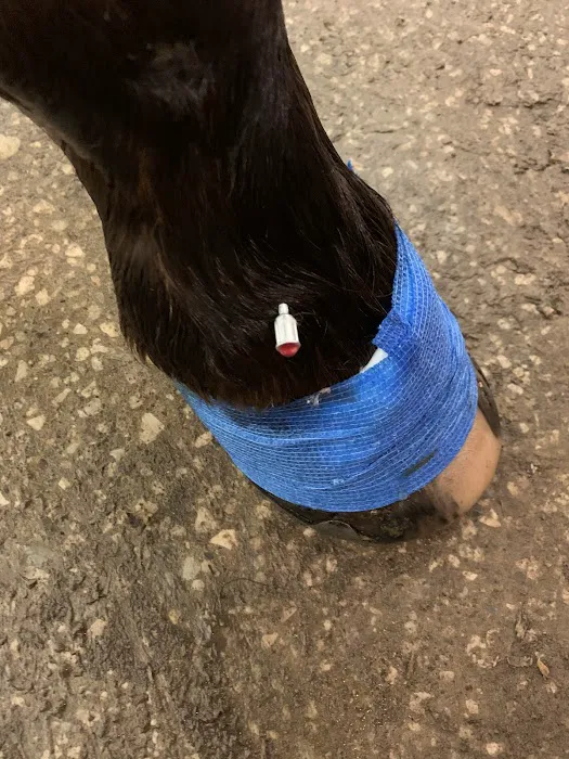Dr. David Miller, Summit Equine Veterinary Services Picture 3