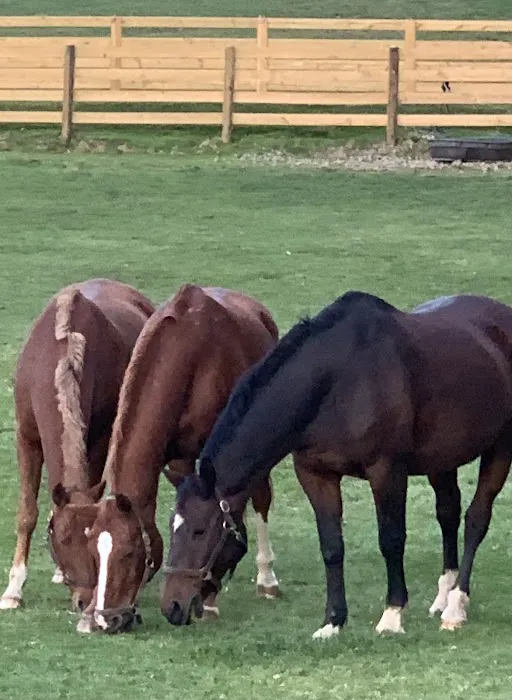 Dr. David Miller, Summit Equine Veterinary Services Picture 7
