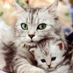 Emerald Animal Hospital: Smith Rhonda R DVM