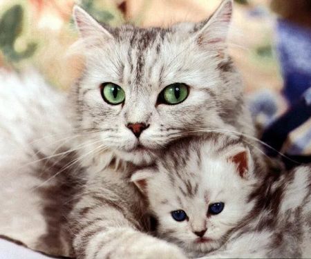 Emerald Animal Hospital: Smith Rhonda R DVM