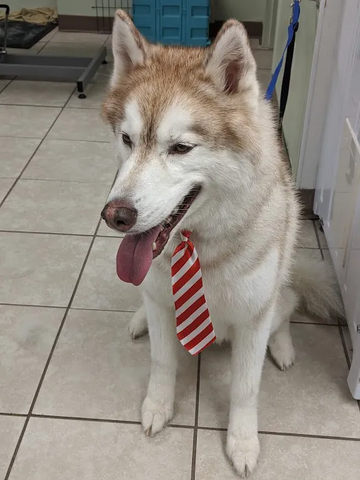 Emerald Animal Hospital Picture 1