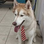 Emerald Animal Hospital