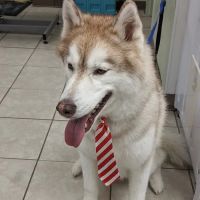 Emerald Animal Hospital ico