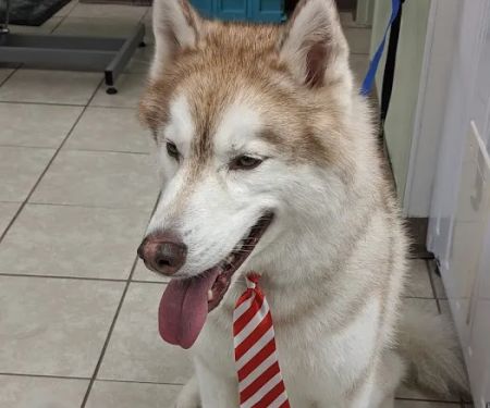 Emerald Animal Hospital