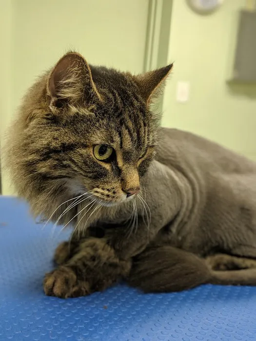 Emerald Animal Hospital Picture 10