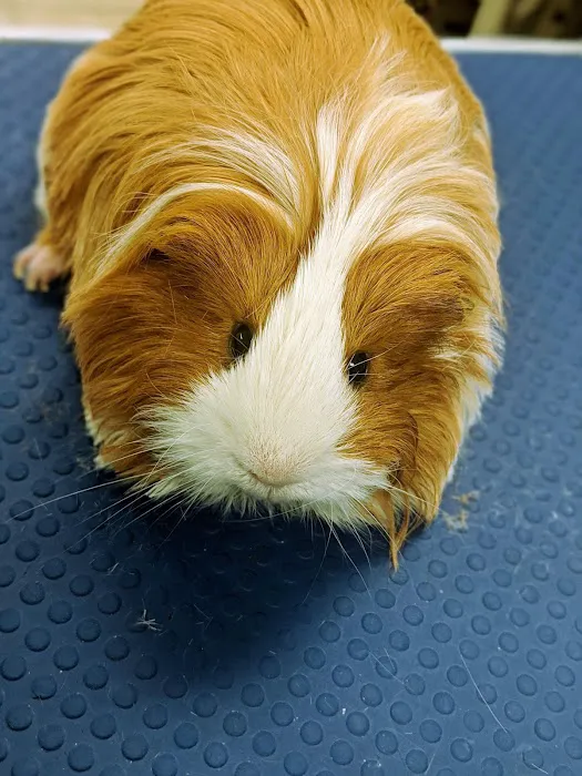 Emerald Animal Hospital Picture 4