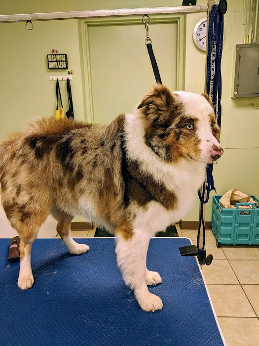 Emerald Animal Hospital Picture 8