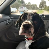 Roberts & Wendt Animal Hospital ico