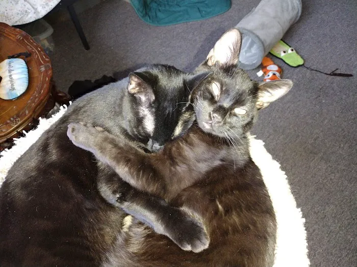 Buckeye Animal Hospital Picture 4