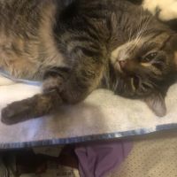 Buckeye Animal Hospital ico