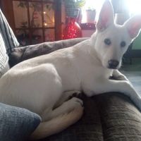Newport Veterinary Hospital ico