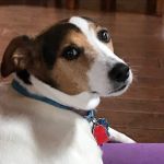 Nelson Veterinary Associates, Inc