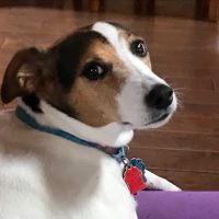 Nelson Veterinary Associates, Inc ico