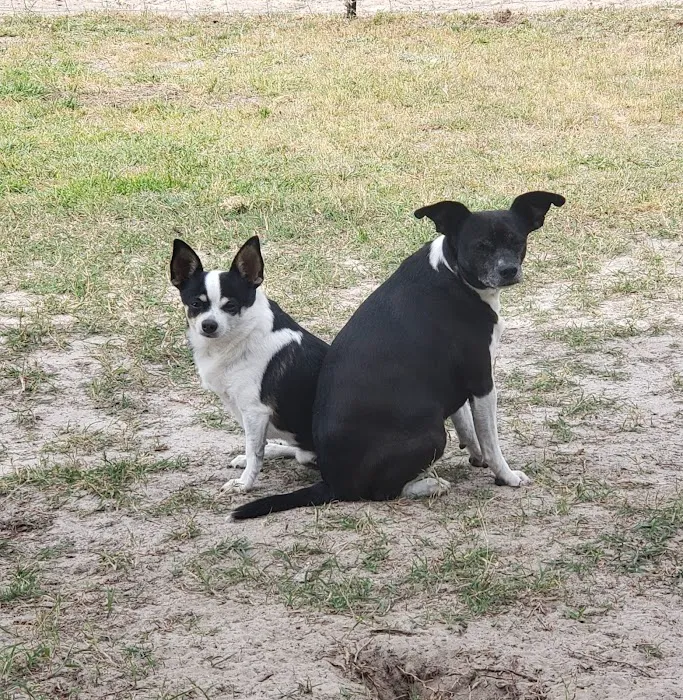 Nelson Veterinary Associates, Inc Picture 9