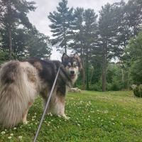 Cape Ann Veterinary Hospital ico