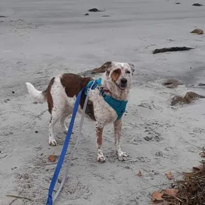 Cape Ann Veterinary Hospital Picture 4