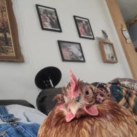Midcoast Animal Emergency Clinic ico