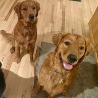 Harbor Road Veterinary Hospital ico