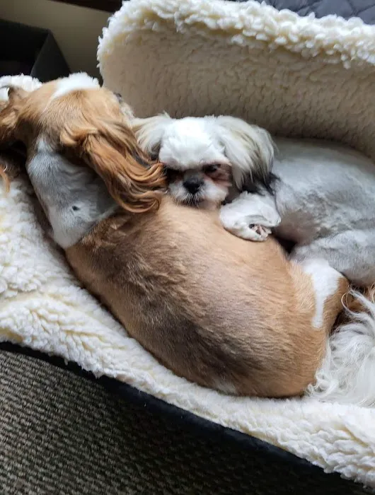 Rockland Animal Hospital Picture 9