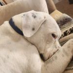 Rockland Animal Hospital