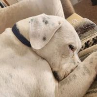 Rockland Animal Hospital ico