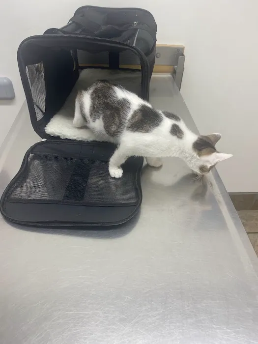 All Creatures Veterinary Hospital Picture 1