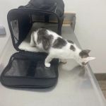 All Creatures Veterinary Hospital