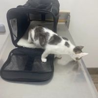 All Creatures Veterinary Hospital ico
