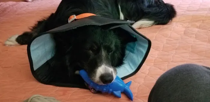 All Creatures Veterinary Hospital Picture 7