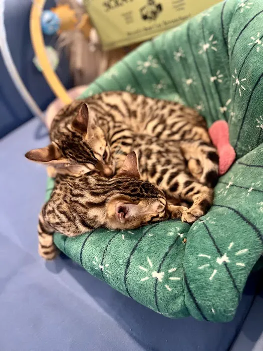 The Nor’Easter Bengal Picture 4