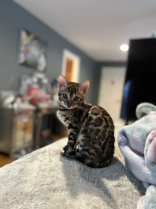 The Nor’Easter Bengal Picture 3