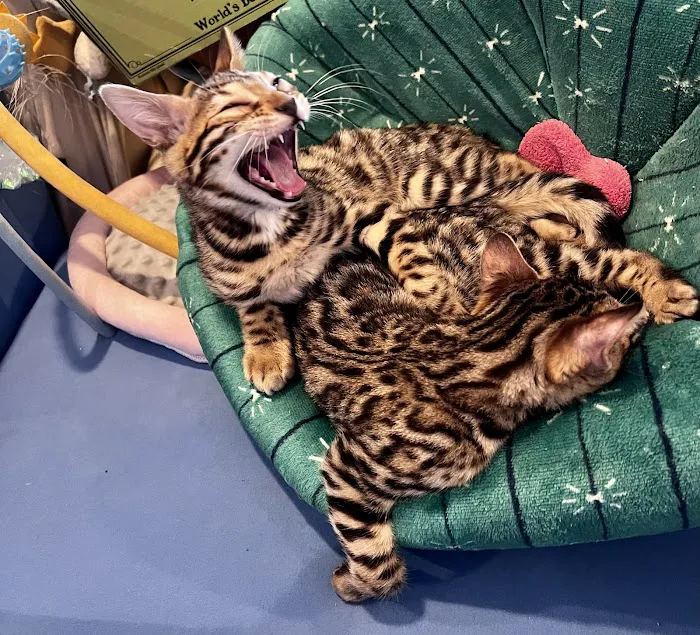 The Nor’Easter Bengal Picture 1