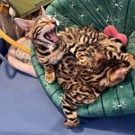 The Nor’Easter Bengal