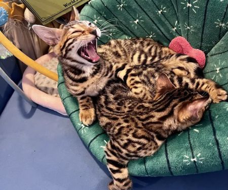 The Nor’Easter Bengal
