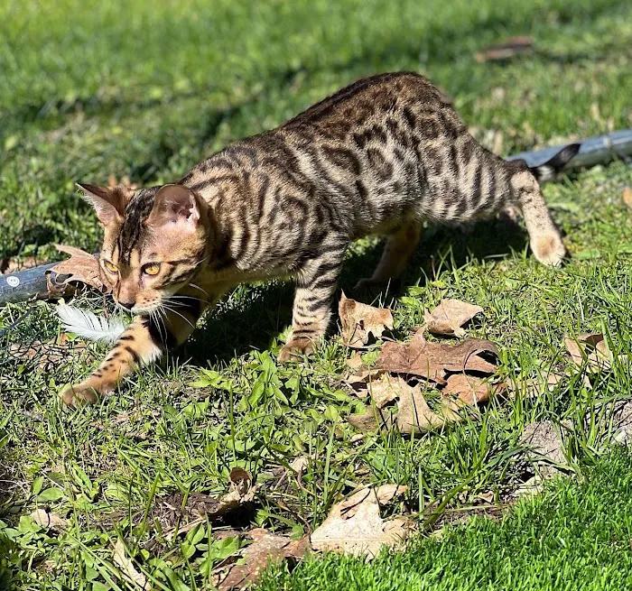 The Nor’Easter Bengal Picture 2
