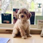 PenBay Veterinary Associates