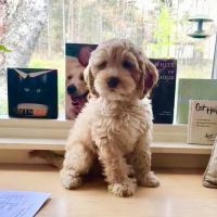 PenBay Veterinary Associates ico