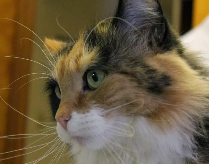 The Camden Hospital for Animals Picture 7