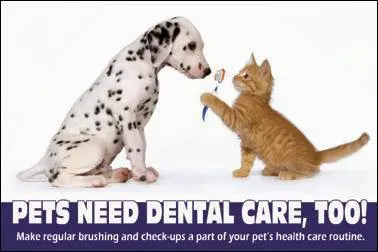 The Camden Hospital for Animals Picture 8