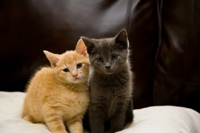 The Camden Hospital for Animals Picture 4