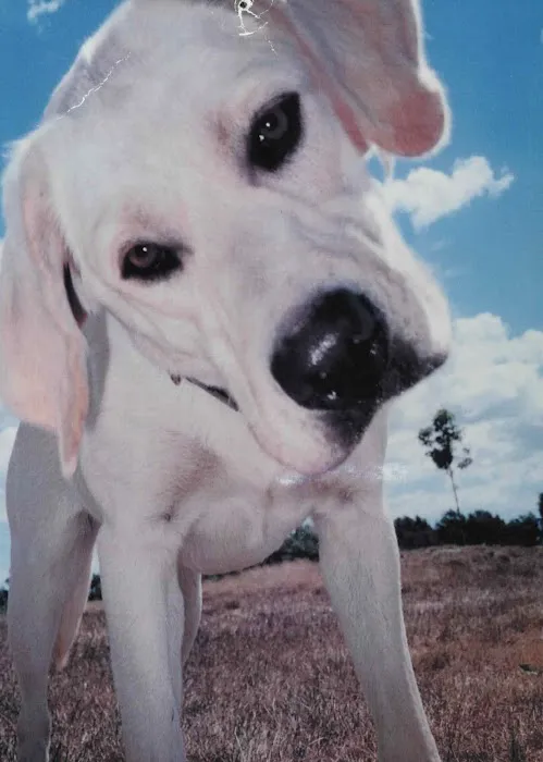 The Camden Hospital for Animals Picture 6