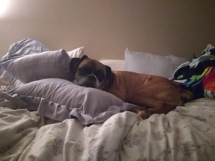 Sheets Pet Clinic Picture 5