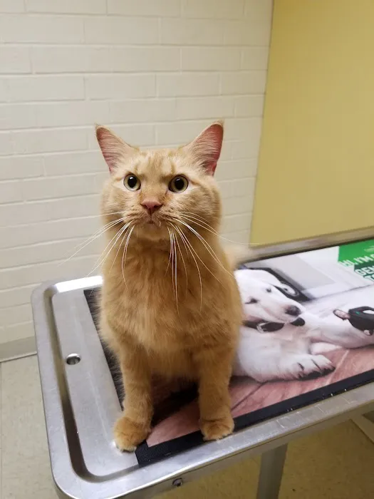 Sheets Pet Clinic Picture 2