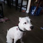 Sheets Pet Clinic