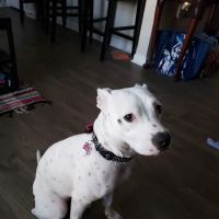 Sheets Pet Clinic ico
