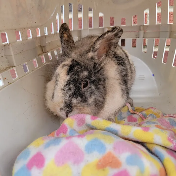 Sheets Pet Clinic Picture 9