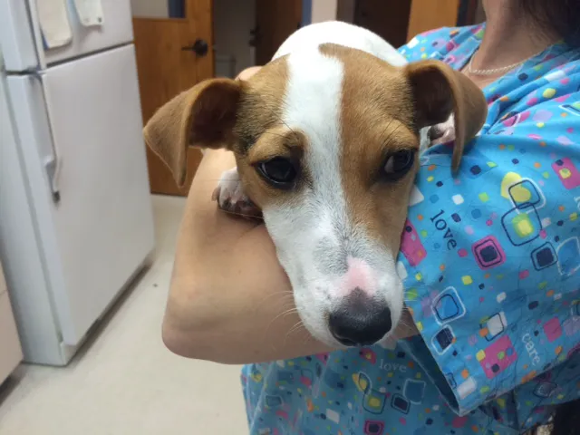 James Landing Veterinary Hospital Picture 3